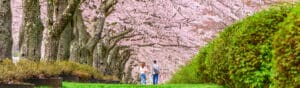 A panoramic view of people walking beneath cherry blossom trees in full bloom at a park, with lush green hedges on the side.